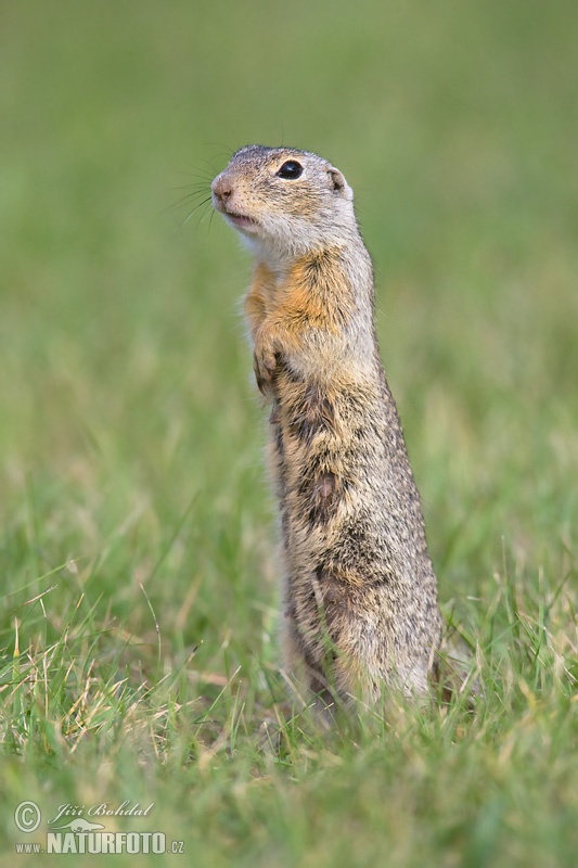 Syseľ pasienkový (Spermophilus citellus)