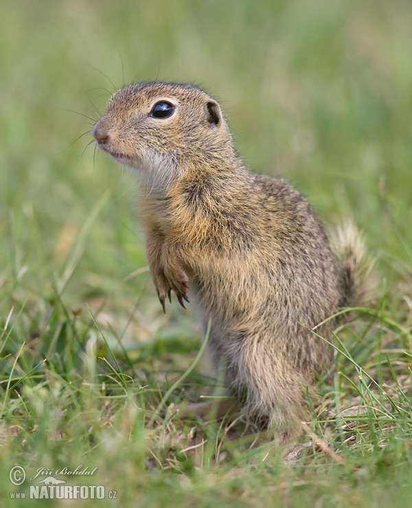 Syseľ pasienkový (Spermophilus citellus)