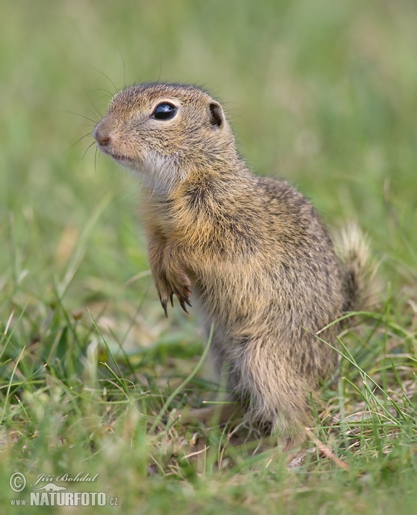 Syseľ pasienkový (Spermophilus citellus)