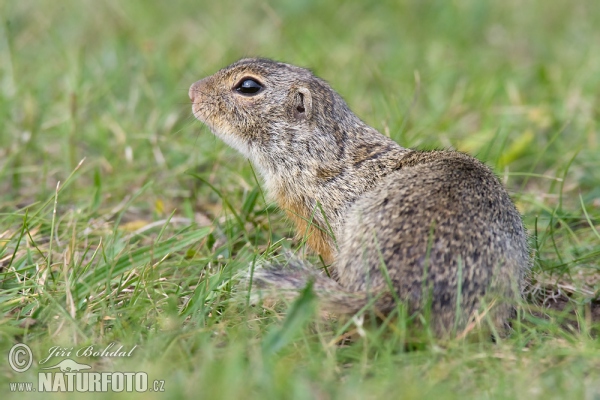 Syseľ pasienkový (Spermophilus citellus)