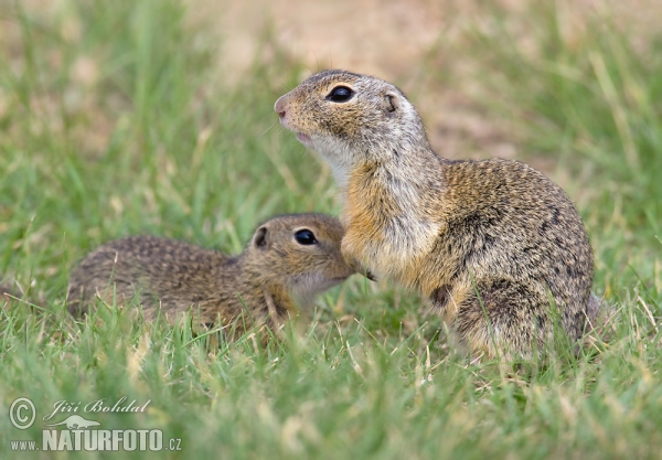 Syseľ pasienkový (Spermophilus citellus)