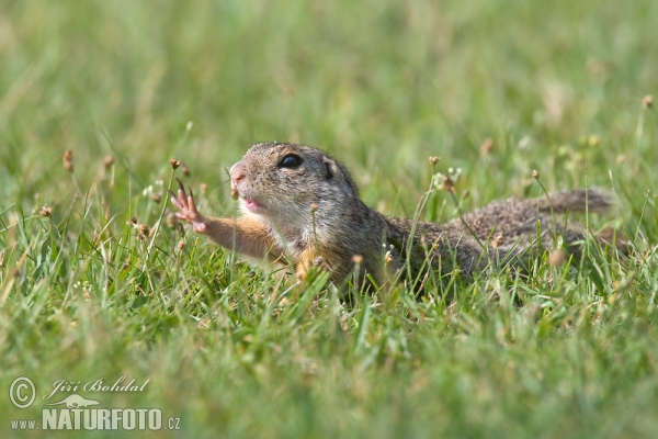 Syseľ pasienkový (Spermophilus citellus)