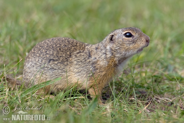 Syseľ pasienkový (Spermophilus citellus)