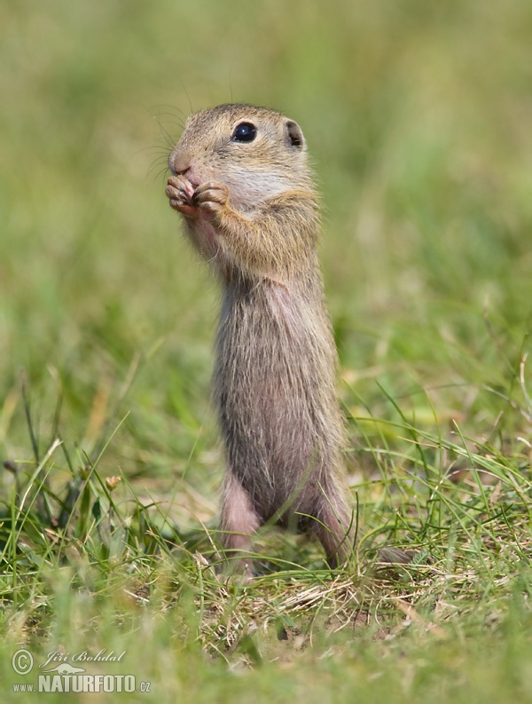 Syseľ pasienkový (Spermophilus citellus)