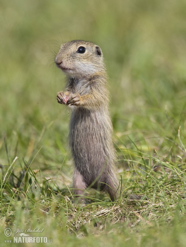 Syseľ pasienkový (Spermophilus citellus)