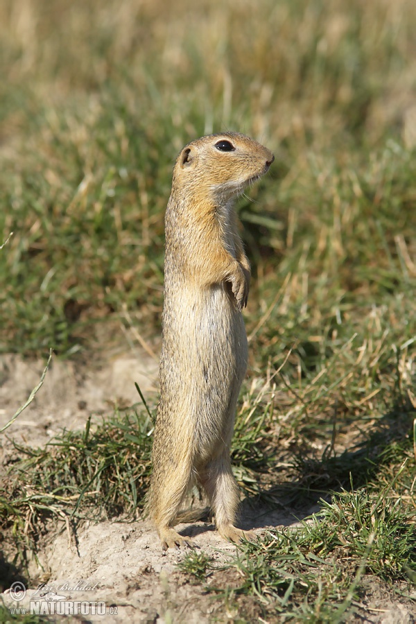 Syseľ pasienkový (Spermophilus citellus)