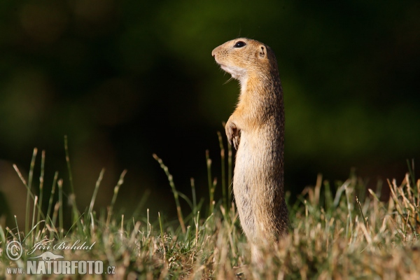 Syseľ pasienkový (Spermophilus citellus)