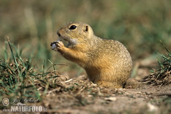 Syseľ pasienkový (Spermophilus citellus)