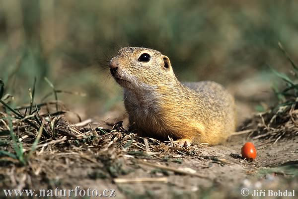 Syseľ pasienkový (Spermophilus citellus)