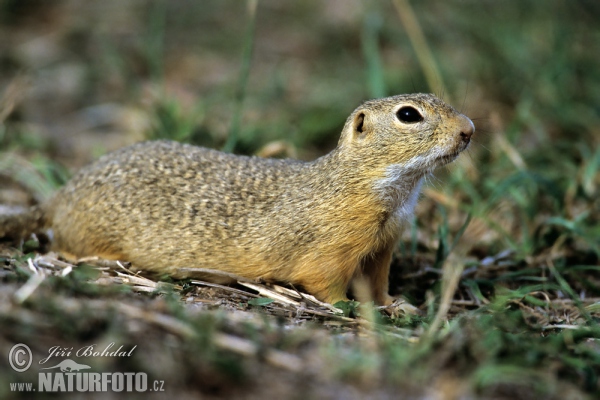 Syseľ pasienkový (Spermophilus citellus)