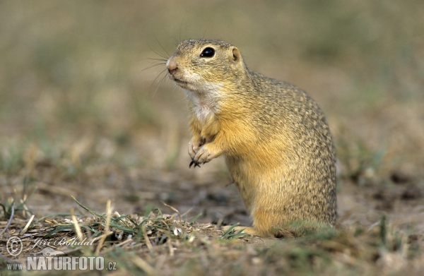 Syseľ pasienkový (Spermophilus citellus)