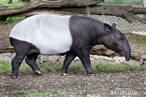 Tapír čabrakový (Tapirus indicus)