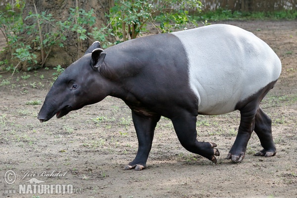 Tapír čabrakový (Tapirus indicus)