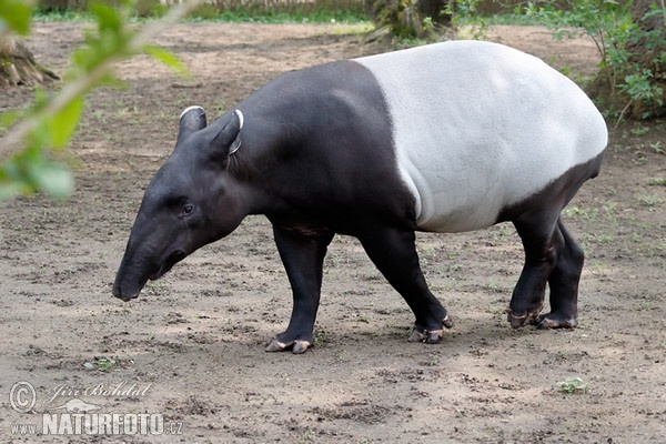 Tapír čabrakový (Tapirus indicus)