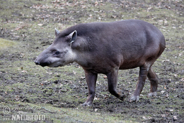 Tapír jihoamerický (Tapirus terrestris)