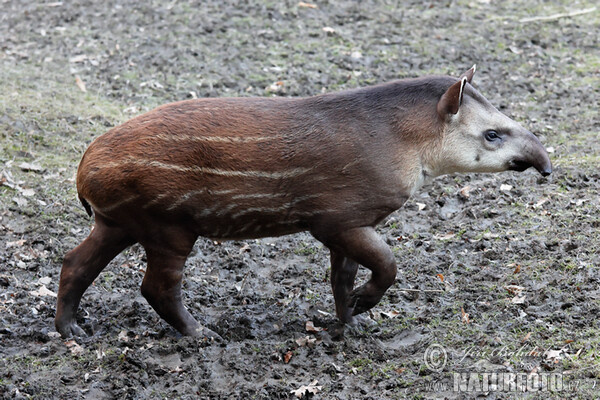 Tapír jihoamerický (Tapirus terrestris)