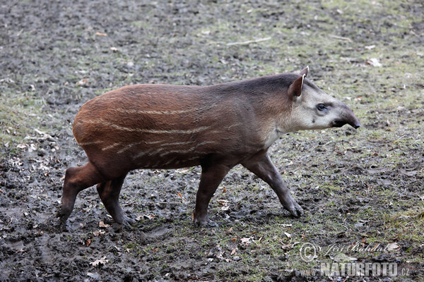 Tapír jihoamerický (Tapirus terrestris)