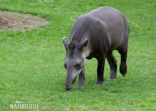 Tapír jihoamerický (Tapirus terrestris)