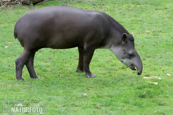 Tapír jihoamerický (Tapirus terrestris)