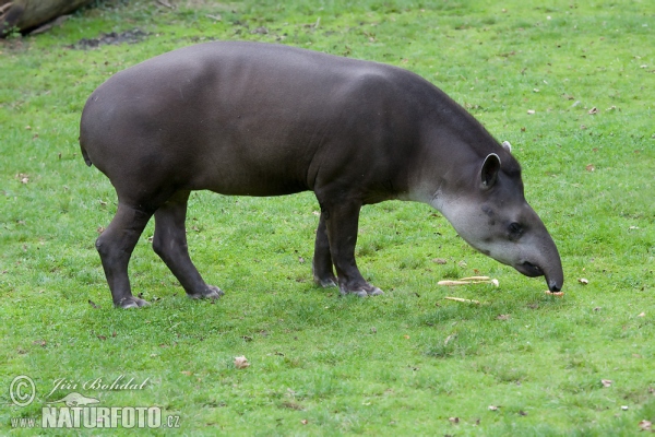 Tapír jihoamerický (Tapirus terrestris)