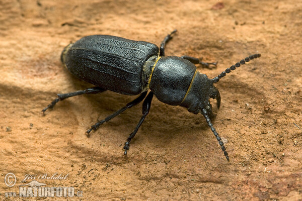 Tesařík borový (Spondylis buprestoides)