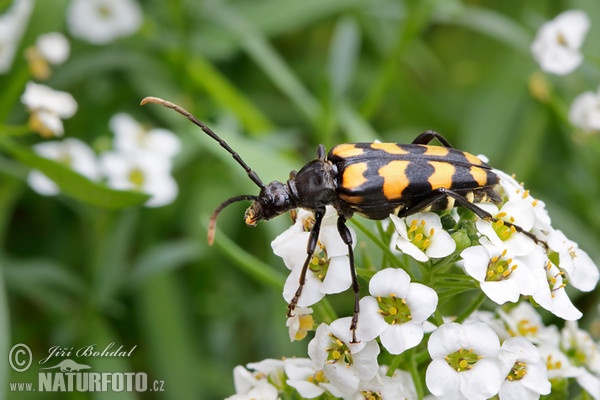 Tesařík čtveropásý (Leptura quadrifasciata)