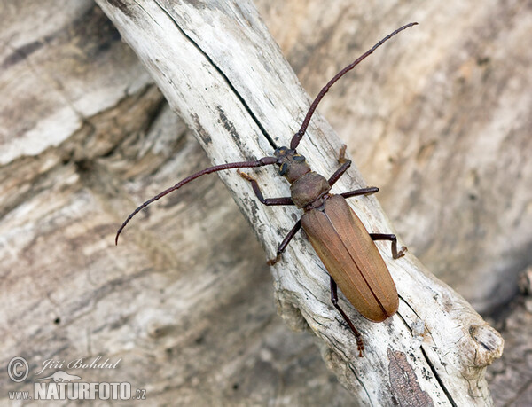 Tesařík drsnorohý (Megopsis scabricornis)