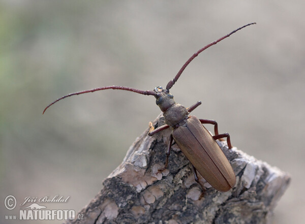 Tesařík drsnorohý (Megopsis scabricornis)