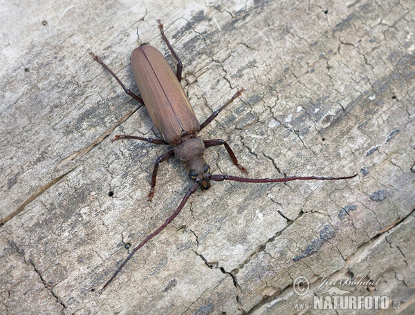 Tesařík drsnorohý (Megopsis scabricornis)