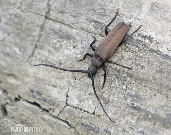 Tesařík drsnorohý (Megopsis scabricornis)
