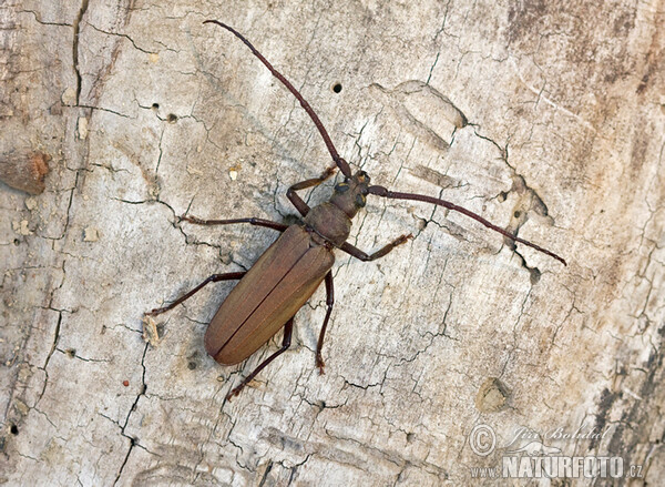 Tesařík drsnorohý (Megopsis scabricornis)