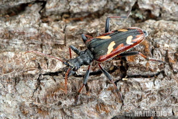 Tesařík dvoupásovaný (Rhagium bifasciatum)