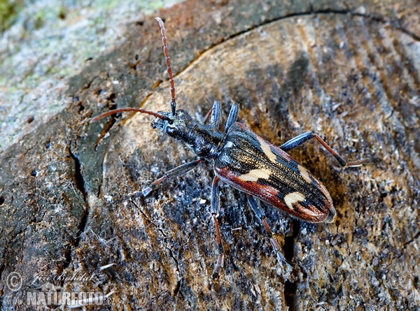 Tesařík dvoupásovaný (Rhagium bifasciatum)