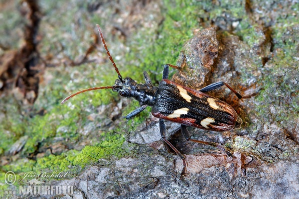 Tesařík dvoupásovaný (Rhagium bifasciatum)