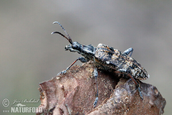 Tesařík korový (Rhagium inquisitor)