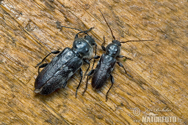 Tesařík krovový (Hylotrupes bajulus)