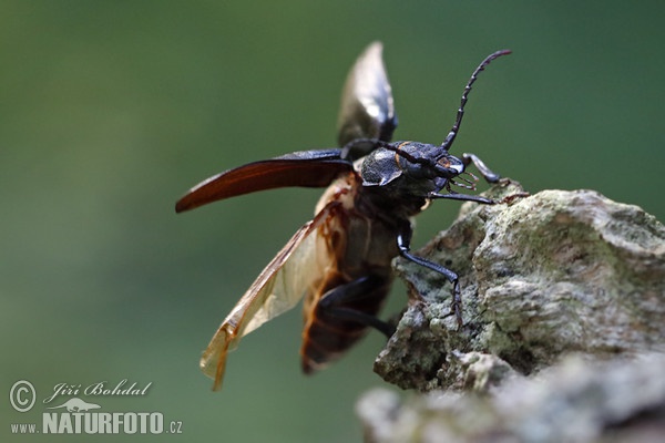 Tesařík piluna (Prionus coriarius)