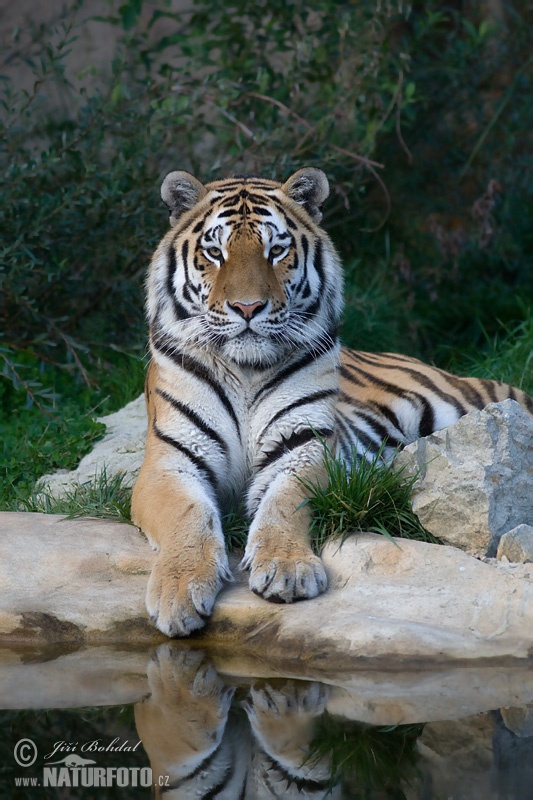 Tiger sibírsky (Panthera tigris altaica)