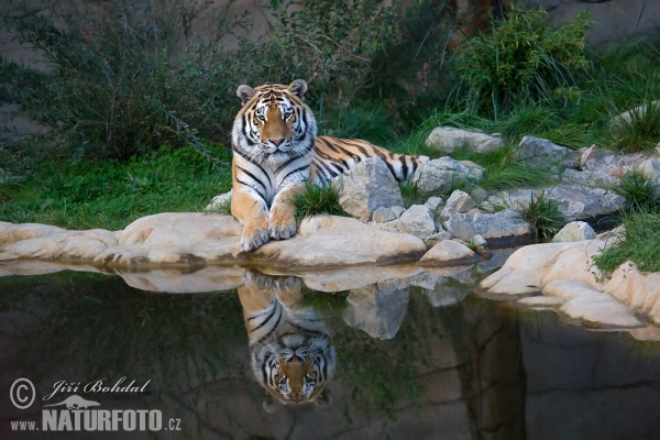 Tiger sibírsky (Panthera tigris altaica)