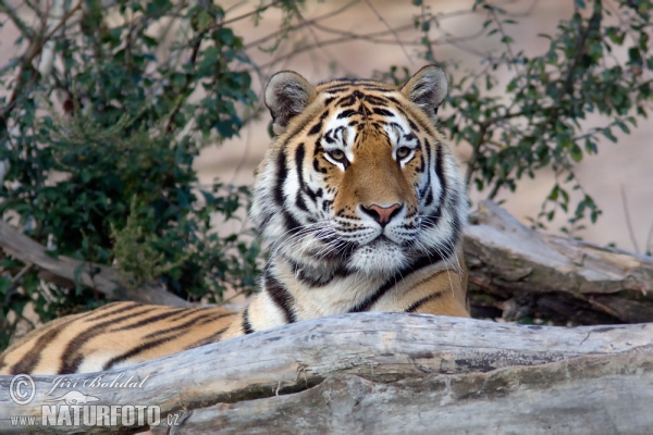 Tiger sibírsky (Panthera tigris altaica)