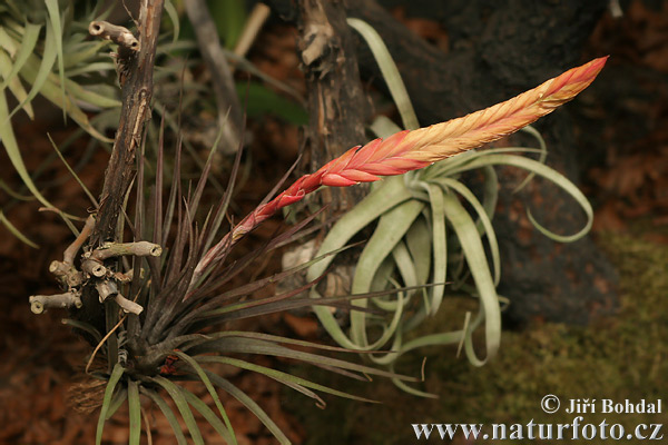 Tilandsia (Tillandsia sp.)