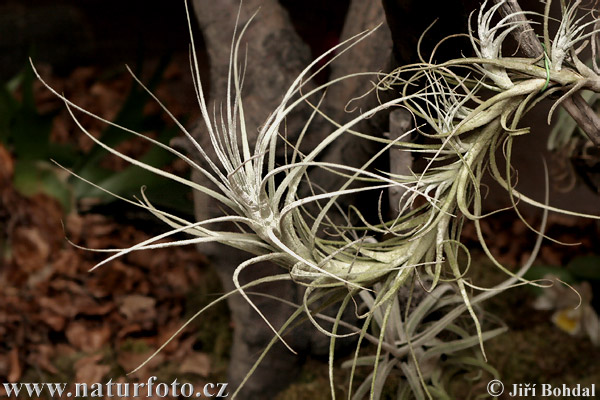 Tilandsia (Tillandsia sp.)