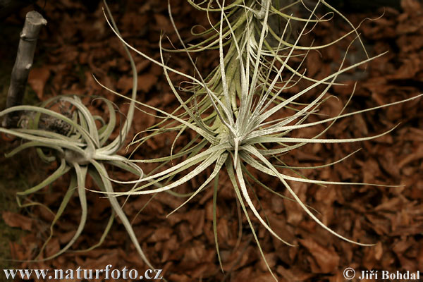 Tilandsia (Tillandsia sp.)