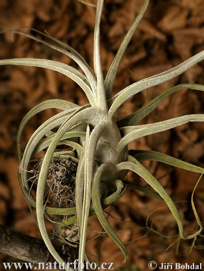 Tilandsia (Tillandsia sp.)