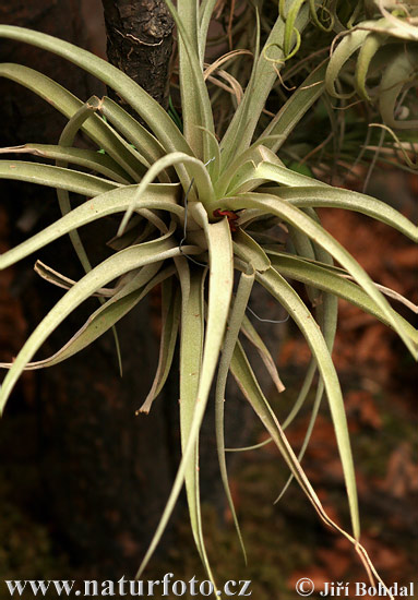 Tilandsia (Tillandsia sp.)