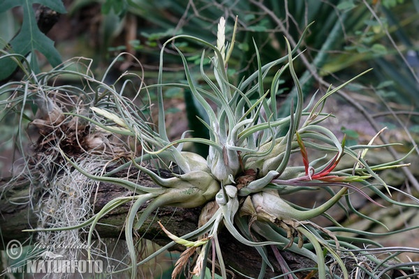 Tilandsie (Tillandsia caput-medusae)