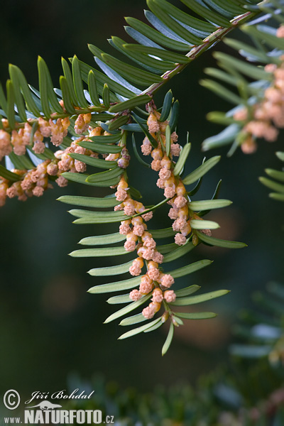 Tis obyčajný (Taxus baccata)