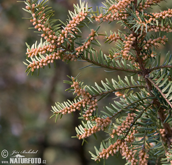 Tis obyčajný (Taxus baccata)