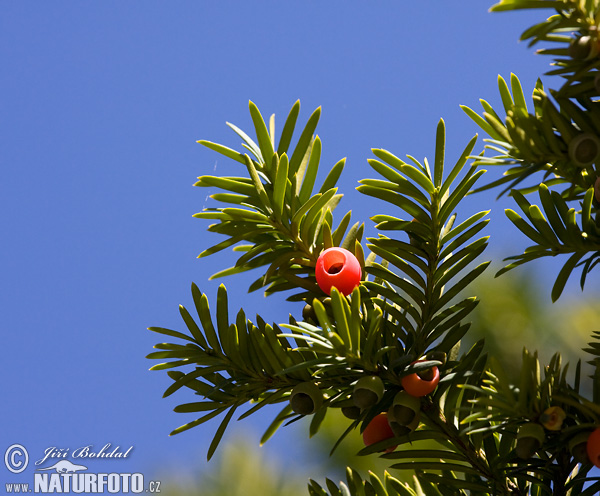 Tis obyčajný (Taxus baccata)