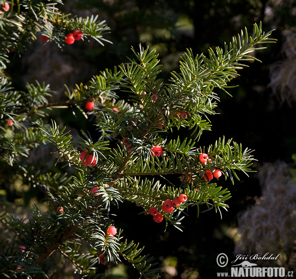 Tis obyčajný (Taxus baccata)